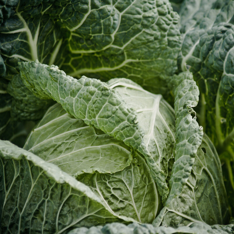 Verza - 1 kg Verza - 1 kg