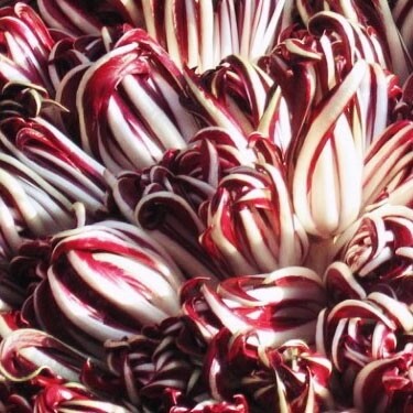 Radicchio Tard TV - 0,5 kg Radicchio Tard TV - 0,5 kg