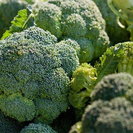 BROCCOLO - 0,5 kg BROCCOLO - 0,5 kg