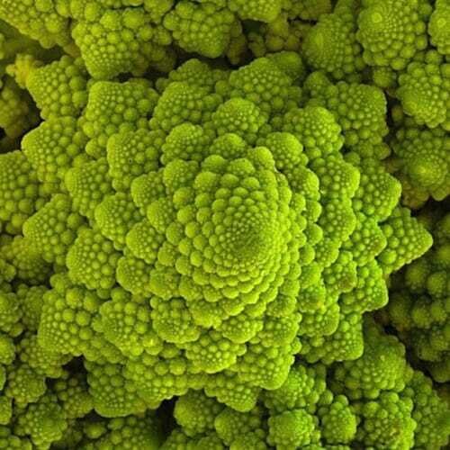 ROMANESCO cavolfiore - 0,5 kg ROMANESCO cavolfiore - 0,5 kg