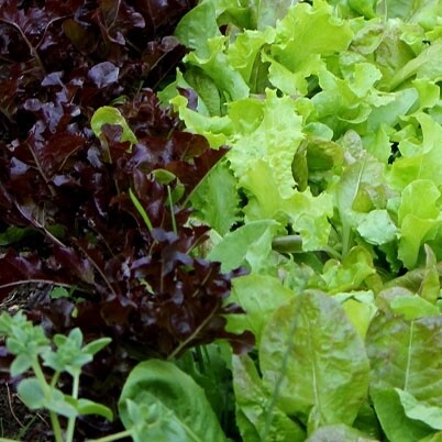 LATTUGA mista -0,50kg LATTUGA mista -0,50kg