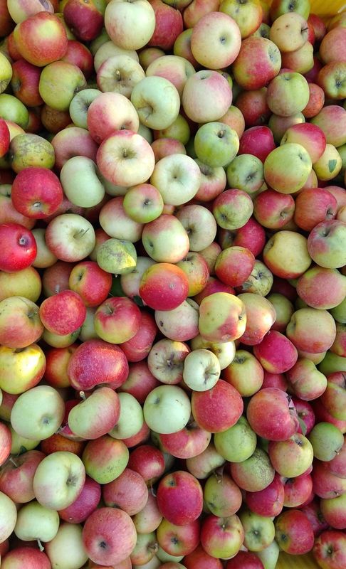 MELE CRIMSON CRISP - 0,5 kg MELE CRIMSON CRISP - 0,5 kg