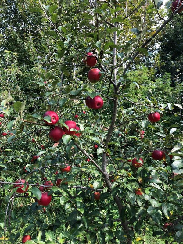 MELE LOCALI di Enrico 1 kg MELE LOCALI di Enrico 1 kg