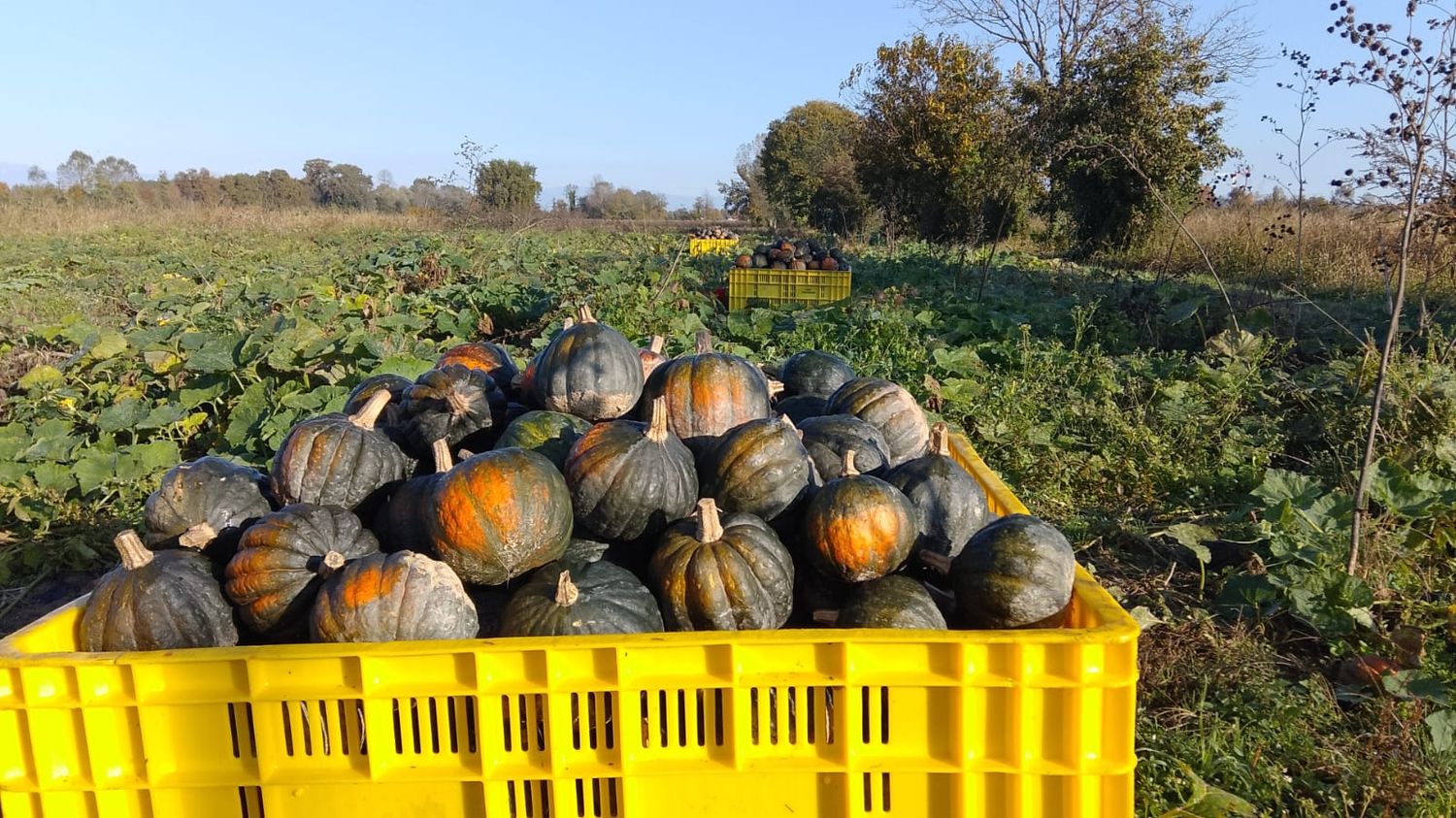Zucca Oltreconfin Zucca Oltreconfin