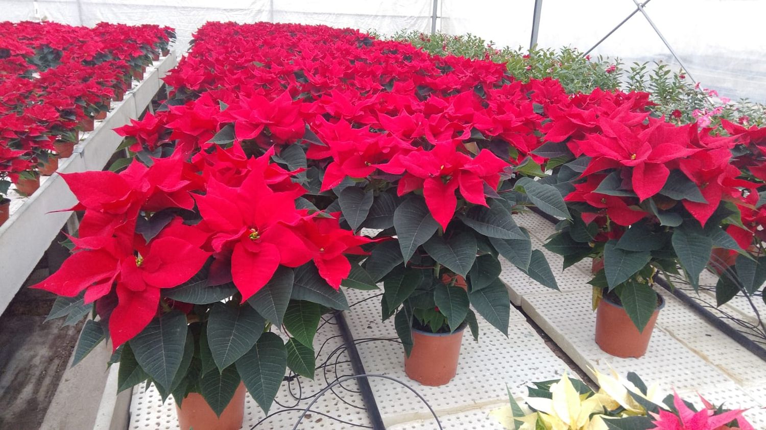 Stelle Di Natale Stelle Di Natale