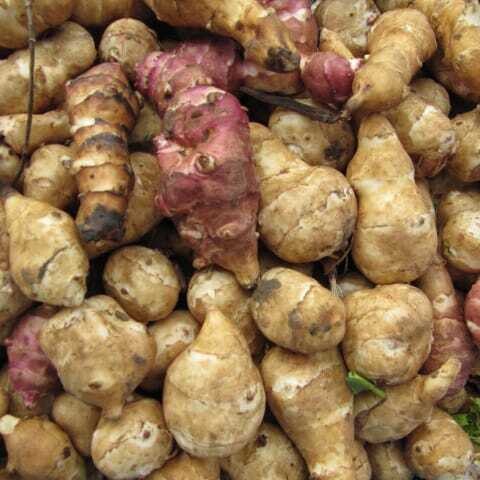 TOPINAMBUR - 0,5 kg TOPINAMBUR - 0,5 kg