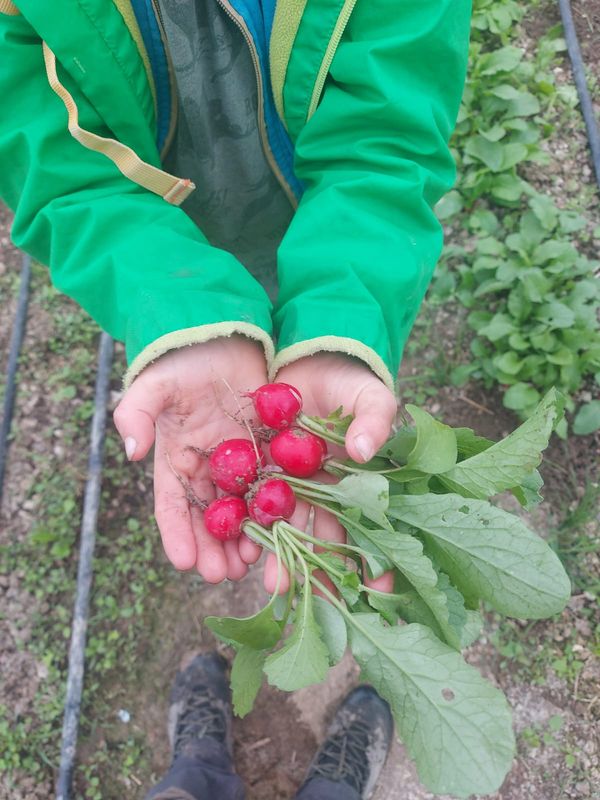 RAVANELLI mazzetto RAVANELLI mazzetto