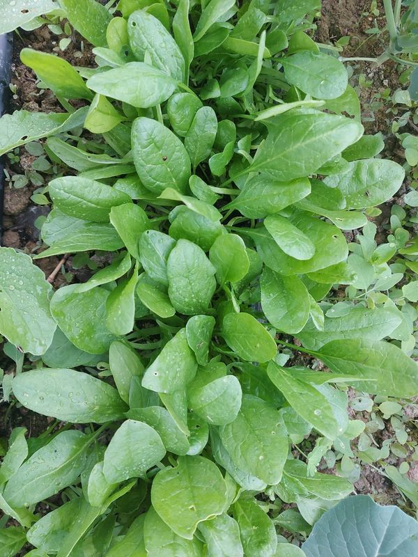 SPINACINE 100g SPINACINE 100g