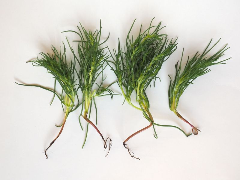 AGRETTI al mazzetto AGRETTI al mazzetto