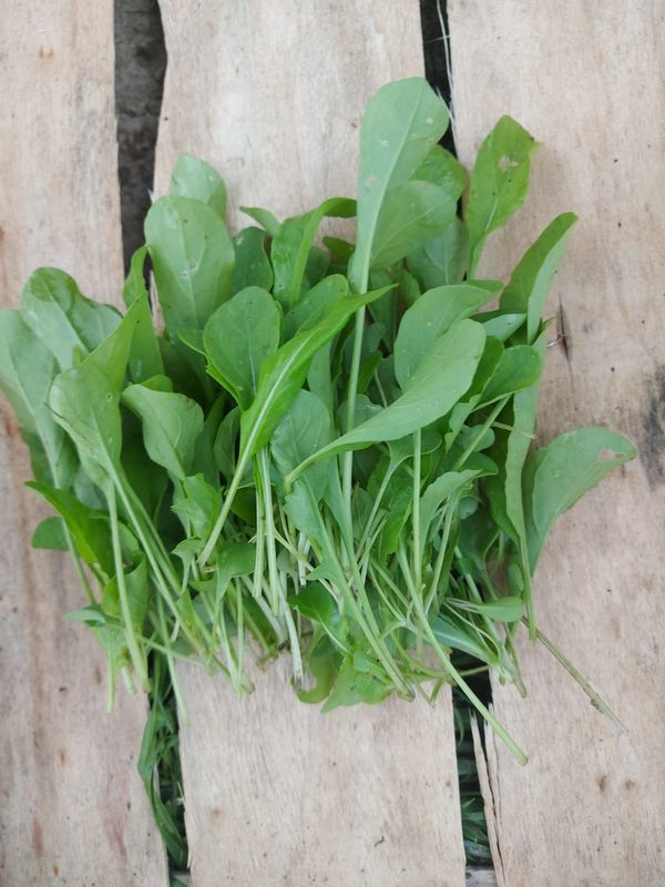 RUCOLA 100g RUCOLA 100g