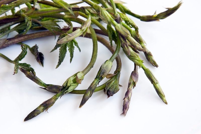 LUPPOLI SELVATICI (BRUSCANDOLI) al mazzetto LUPPOLI SELVATICI (BRUSCANDOLI) al mazzetto