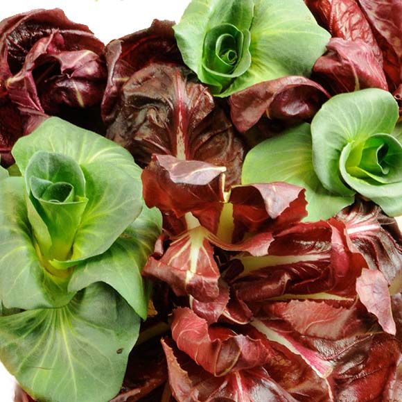 Radicchietti grumolo 0,50kg