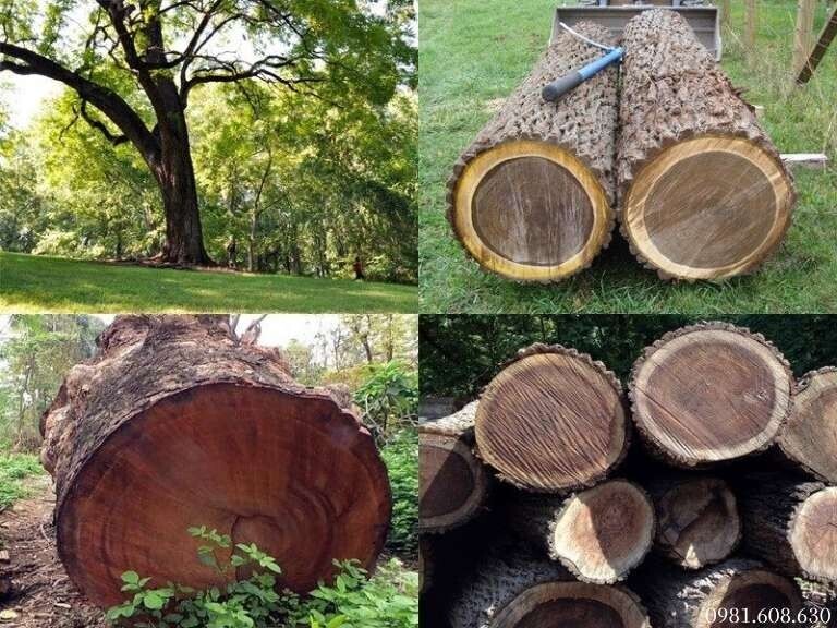 Gỗ Óc Chó ( Walnut ) Là Gì? Có Mấy Loại Phổ Biến Hiện Nay