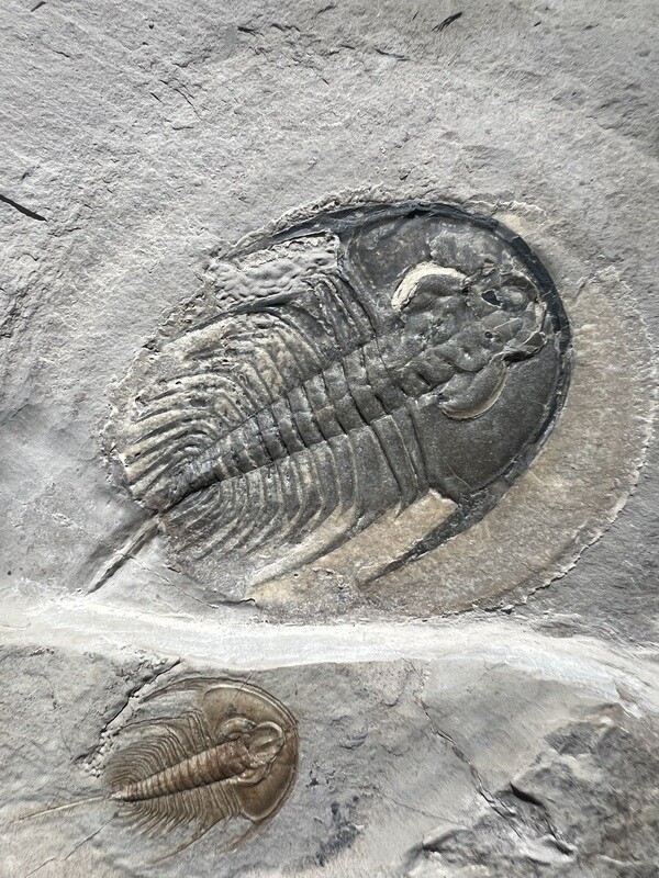 Trilobite Nevada