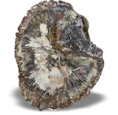 Petrified Wood