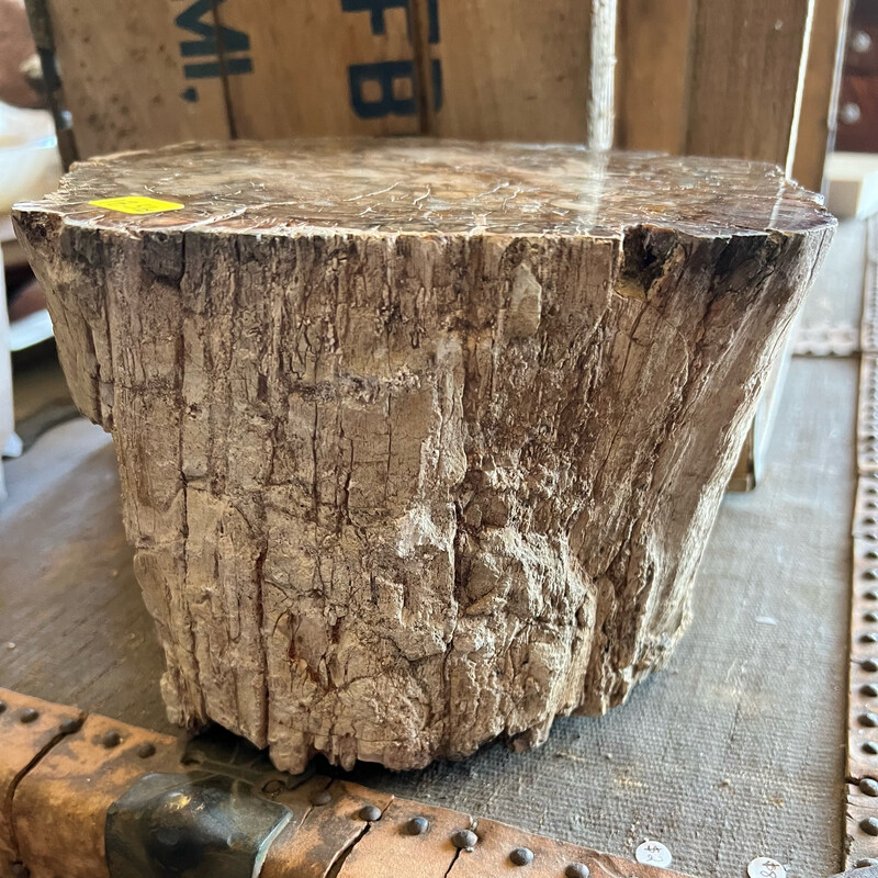 Petrified Wood Trunk Section