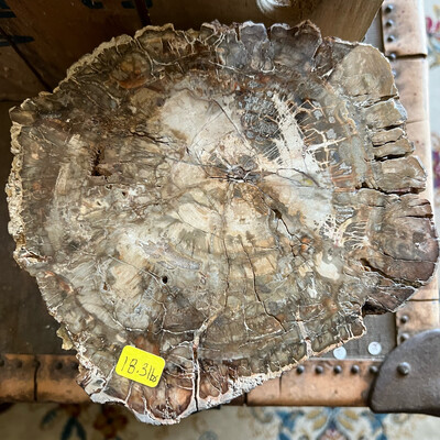 Petrified Wood Trunk Section