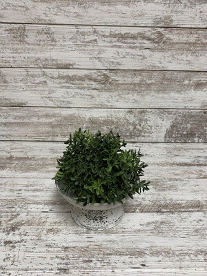 7&quot; New England Boxwood Half Sphere
