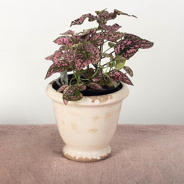 Vintage Pot