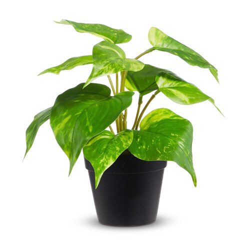 8.5&quot; Potted Pothos Plant