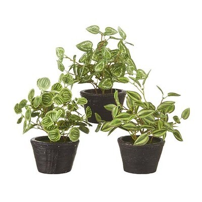 7&quot; Potted Ivy Plant