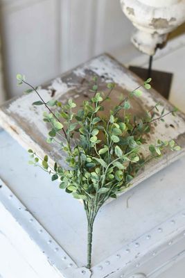 14" Seraph Vine Bush