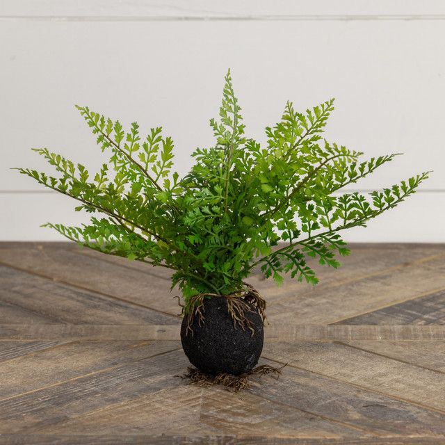 10&quot; Fern with Root Ball