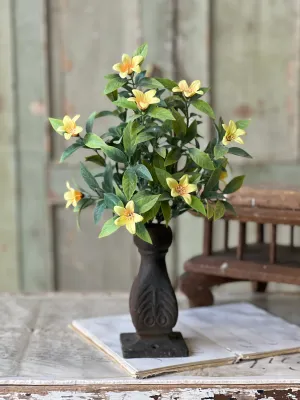 13&quot; Bashful Blooms Bushes