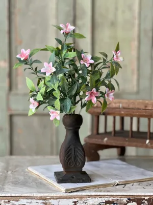13" Bashful Blooms Bushes