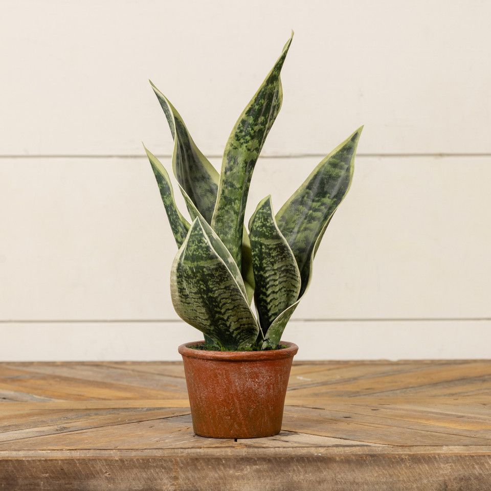 14&quot; Potted Snake Plant