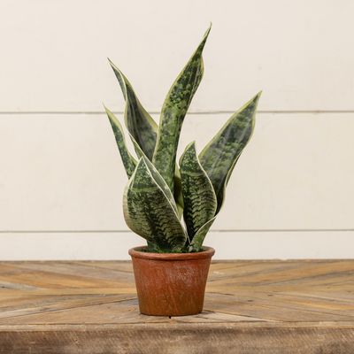 14&quot; Potted Snake Plant