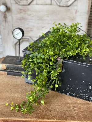 34&quot; Bog Pimpernel Hanging Bush