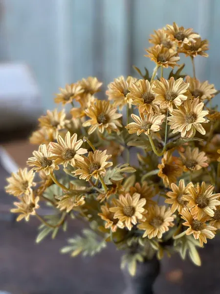 16&quot; Ashdale Daisy Bushes