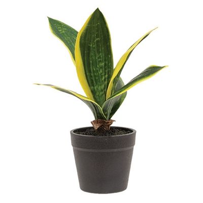 8&quot; Snake Plants
