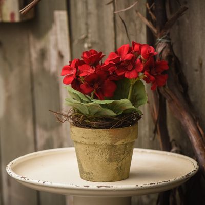 8&quot; Potted Red Geranium