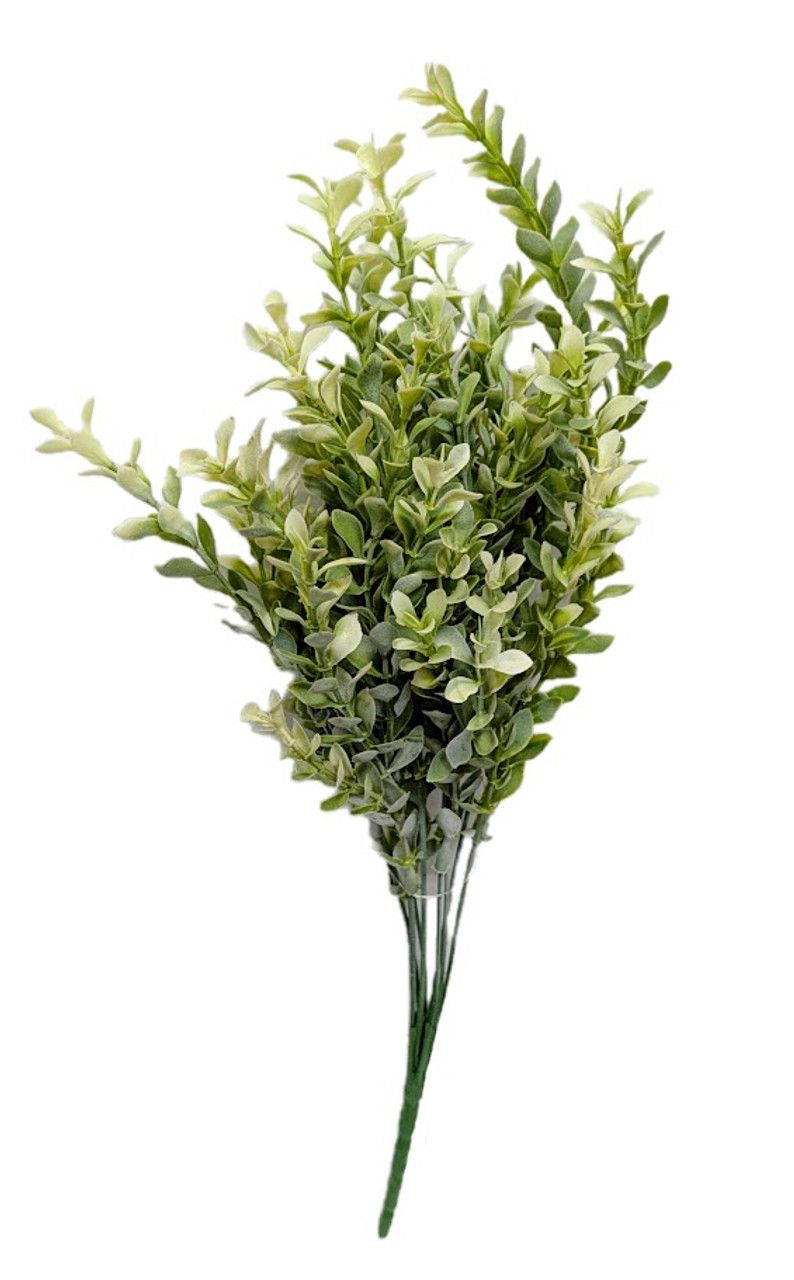 20&quot; Cream Boxwood Bush