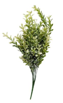 20&quot; Cream Boxwood Bush