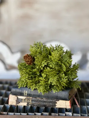 5.5" Leyland Cypress Half Sphere