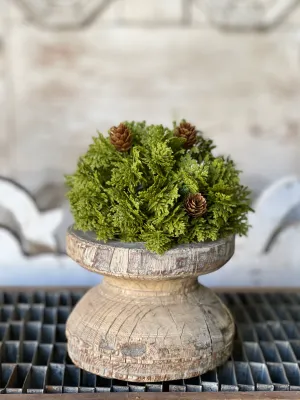 6" Leyland Cypress Half Sphere