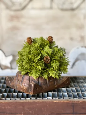 6&quot; Leyland Cypress Half Sphere