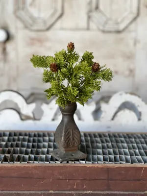 10.5" Leyland Cypress Bush