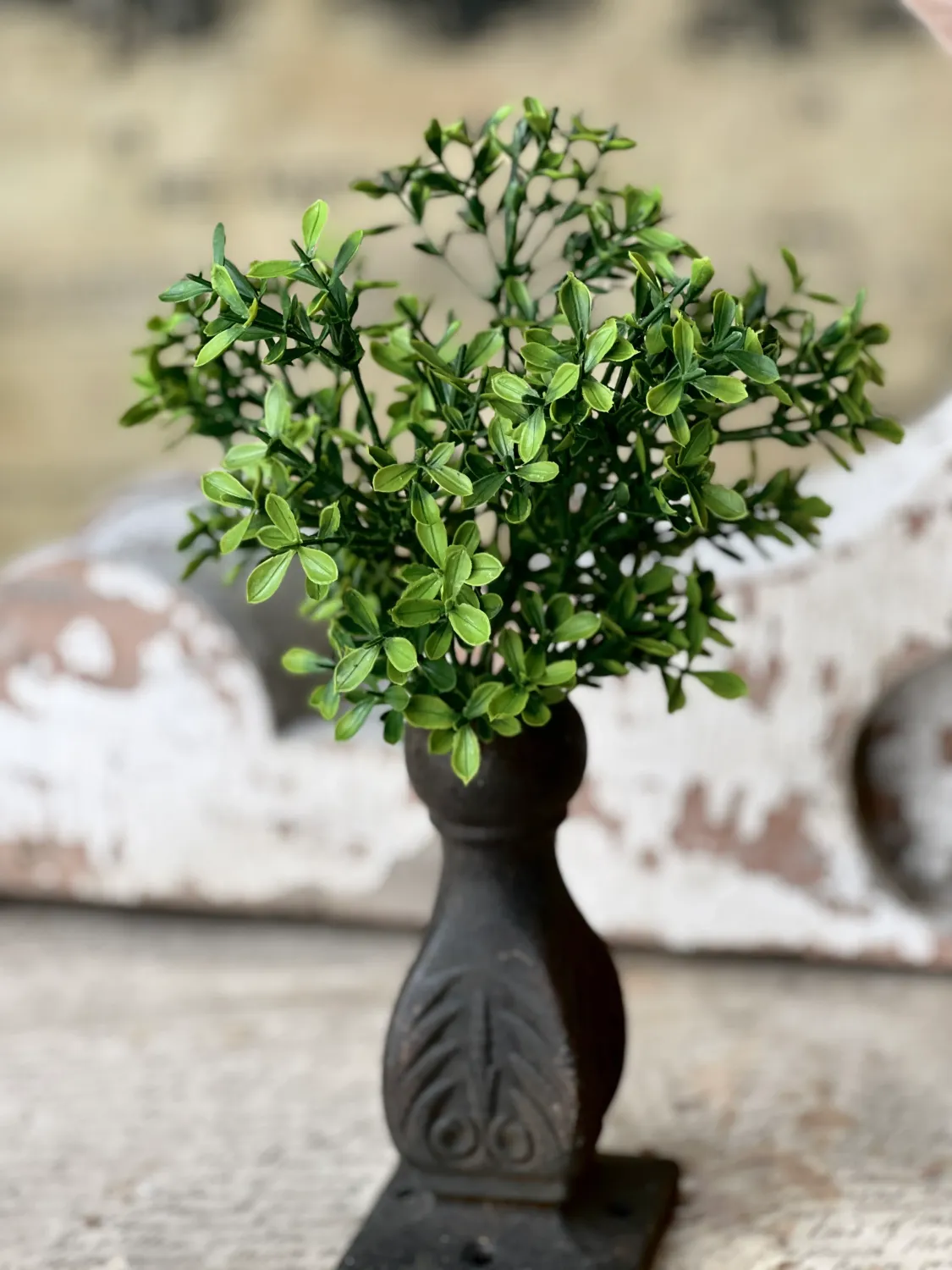 11" Lyric Boxwood Bush