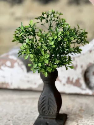 11" Lyric Boxwood Bush