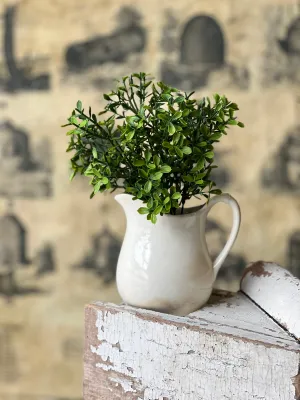 11" Lyric Boxwood Bush