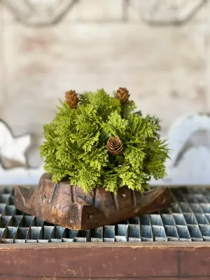 6" Leyland Cypress Half Sphere