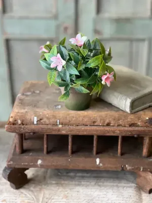 6" Bashful Blooms Pots