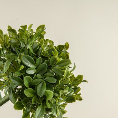 9.5" Boxwood Pick