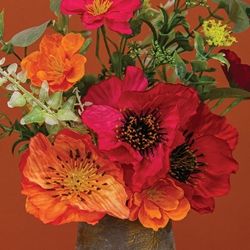 20" Sunset Poppy Blooms Bush