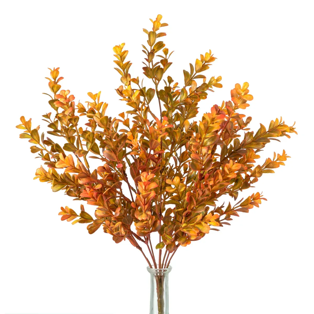 20" Fall Orange Boxwood Bush