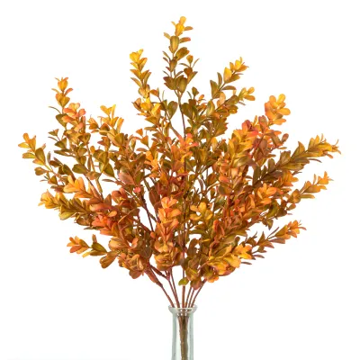 20" Fall Orange Boxwood Bush